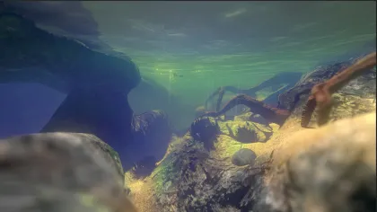 Feed and Grow: Fish Screenshot 2